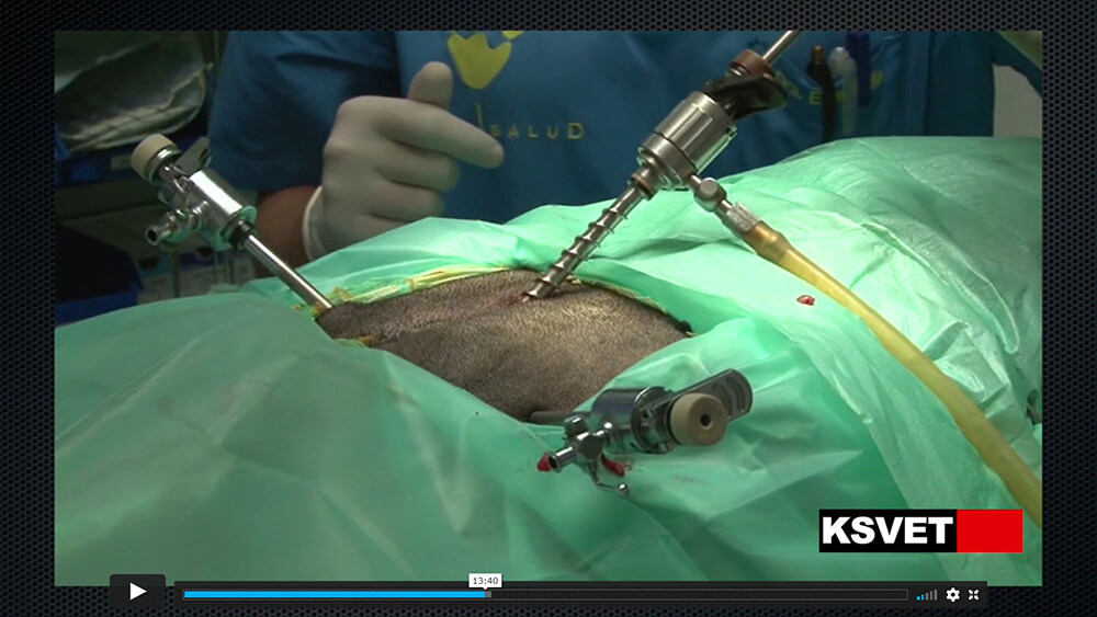 Castración de perro macho por técnica laparoscópica