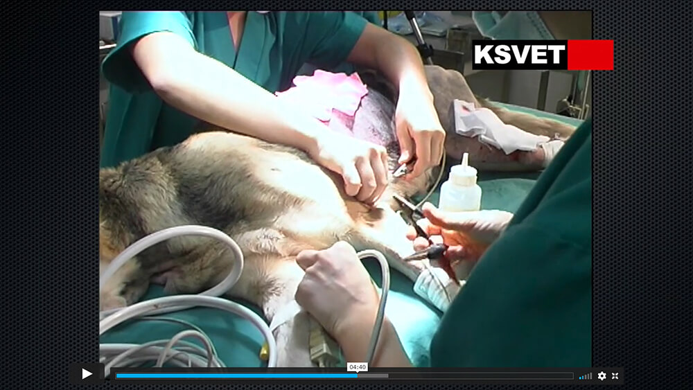 Protocolo de anestesia con remifentanilo en perro